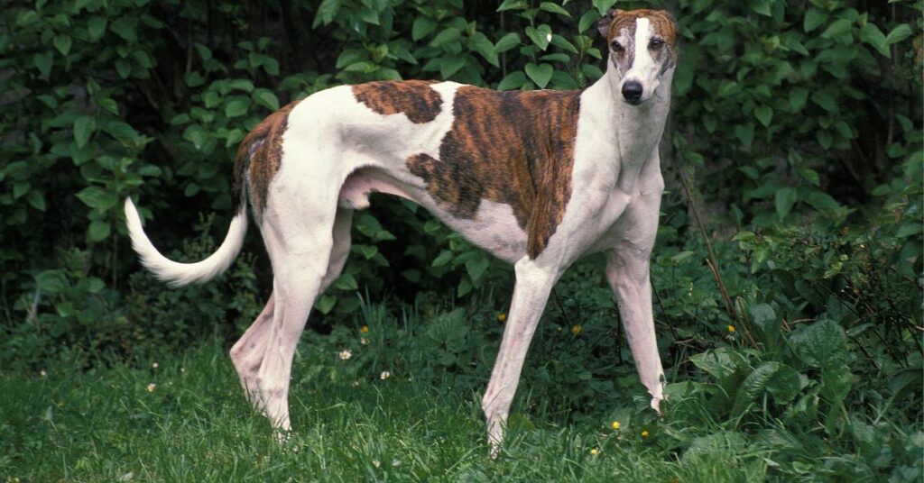 Greyhound
