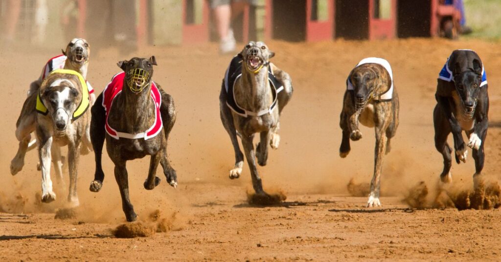 Greyhounds racing