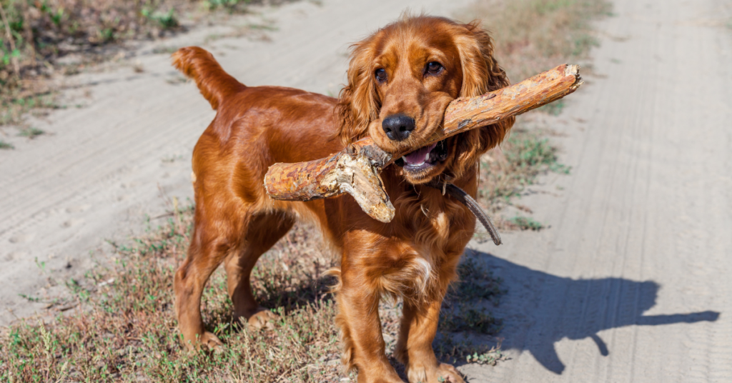 English Cocker Spaniel