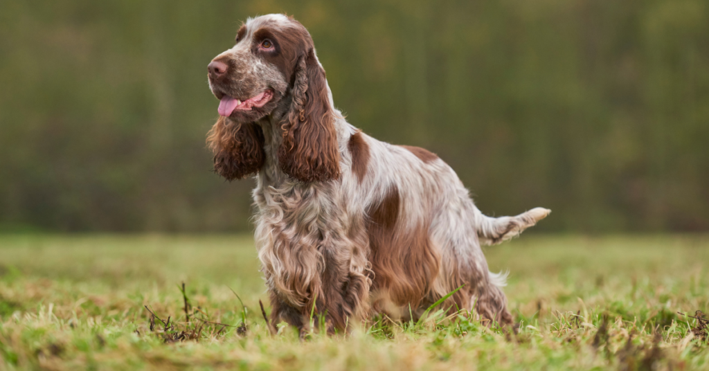 English Cocker Spaniel