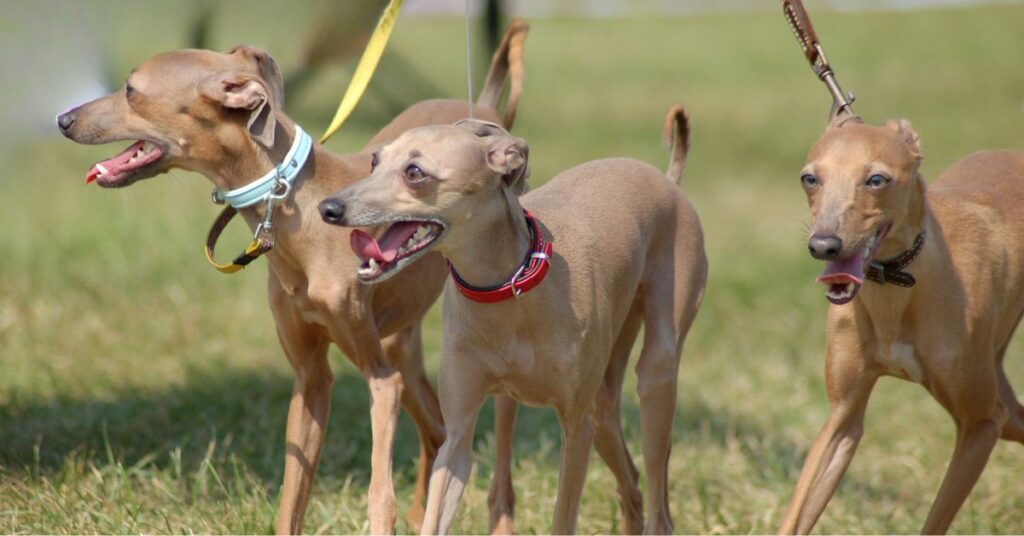 Italian Greyhounds