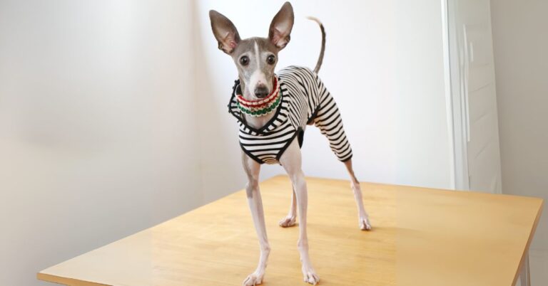 Italian Greyhound: The Elegant and Graceful Sighthound