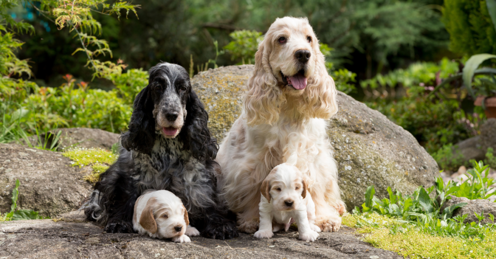 English Cocker Spaniels with puppies