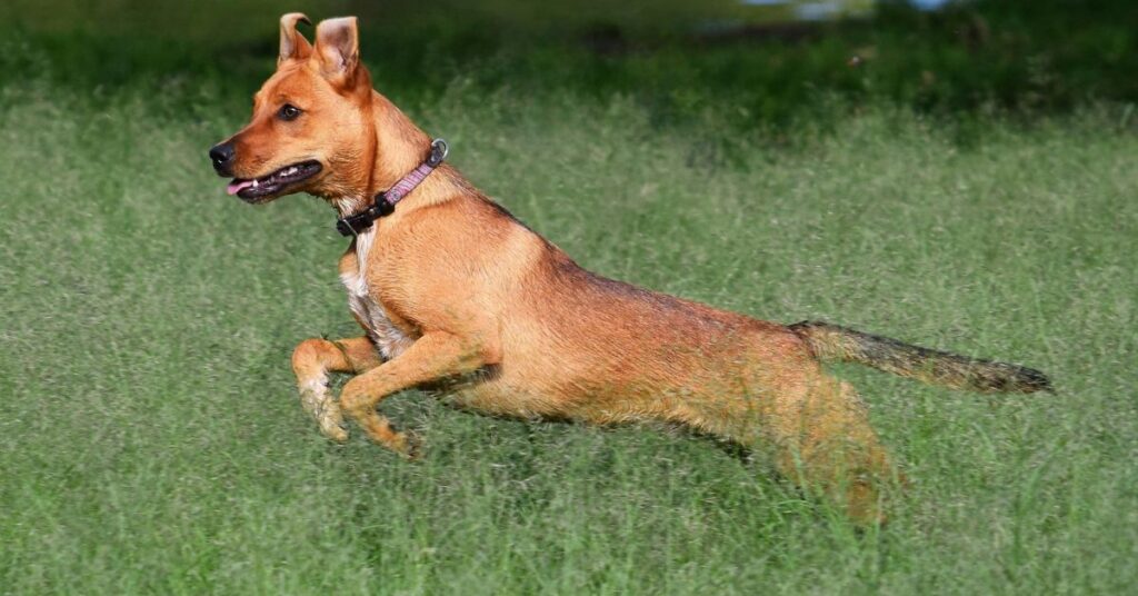 Carolina Dog