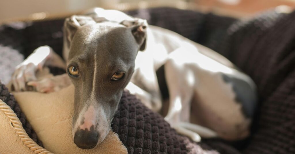 Italian Greyhound