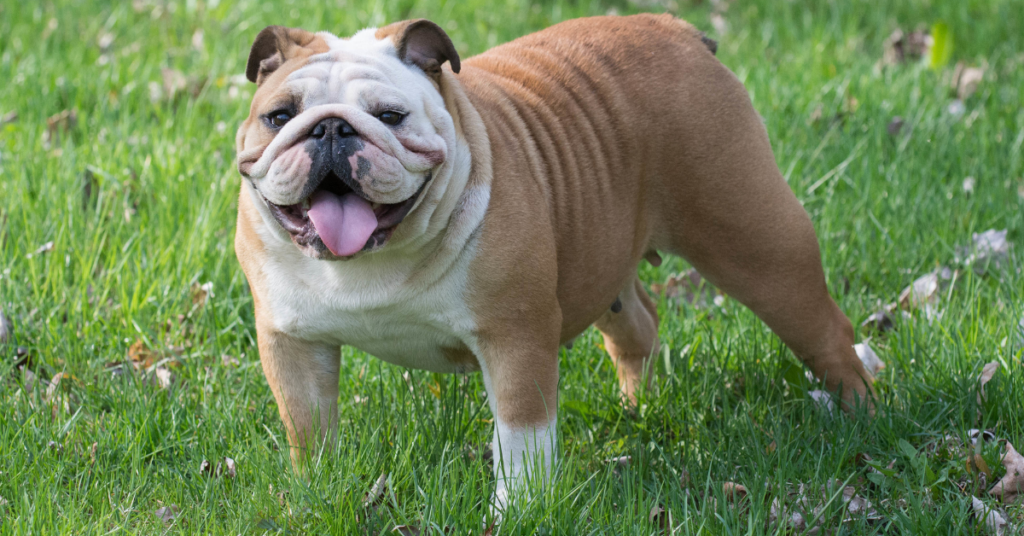 English Bulldog