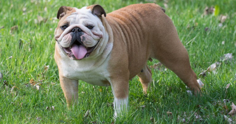 English Bulldog: The Lovable, Low-Energy Family Favorite