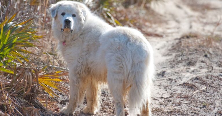 Great Pyrenees: The Ultimate Guardian and Family Companion