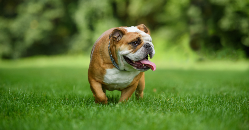 English Bulldog