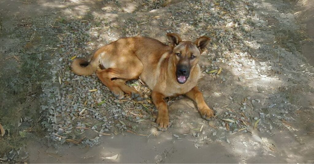 Carolina Dog