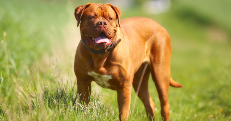 Dogue de Bordeaux: The Loyal Guardian with a Big Heart