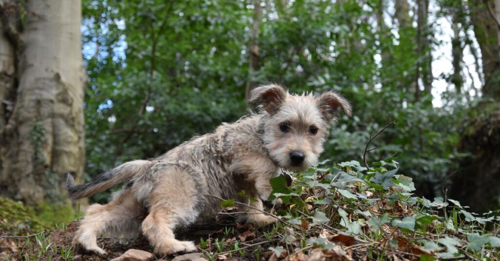 Glen of Imaal Terrier Puppy