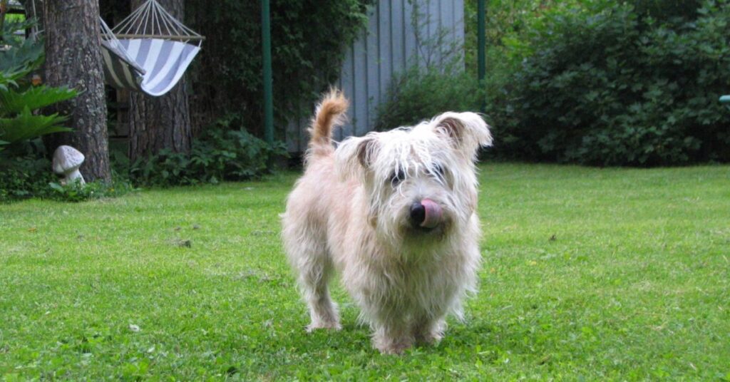 Glen of Imaal Terrier