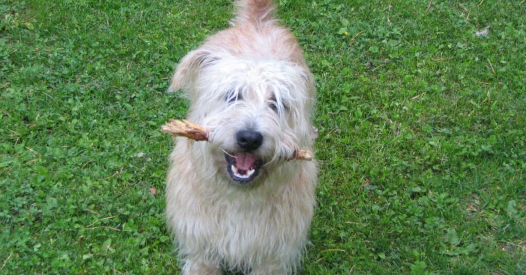 Glen of Imaal Terrier