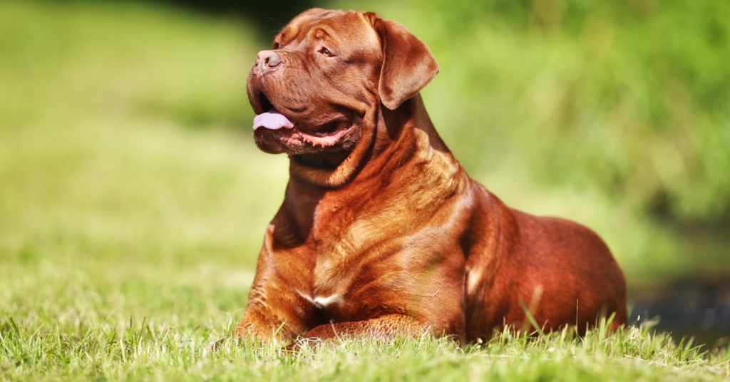 Dogue de Bordeaux