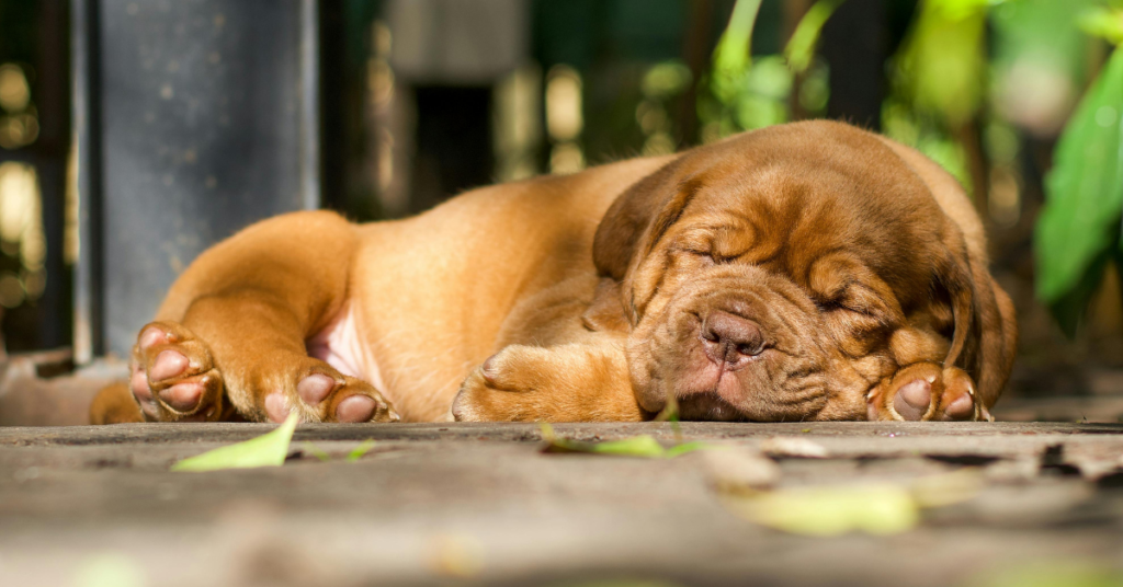 Dogue de Bordeaux