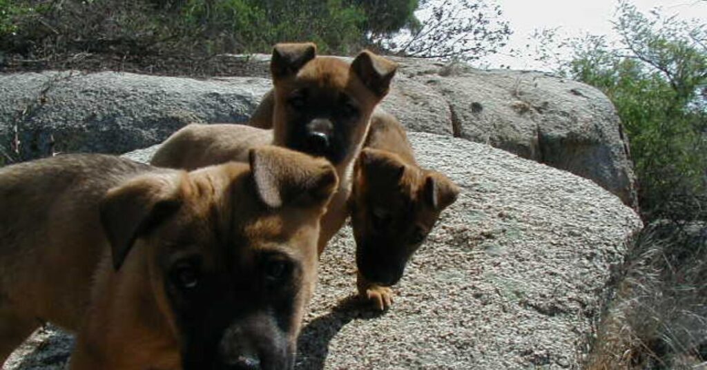 Carolina Dog