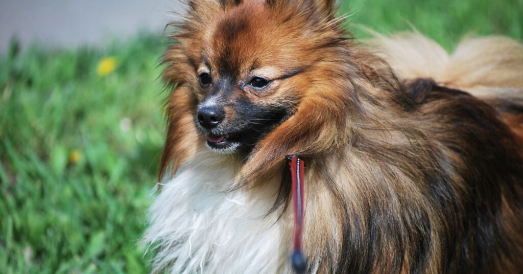 German Spitz