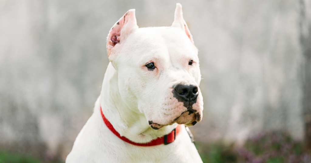 Dogo Argentino
