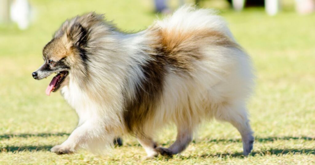 German Spitz
