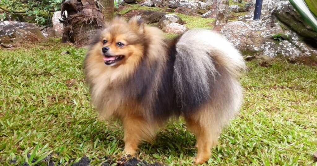 German Spitz
