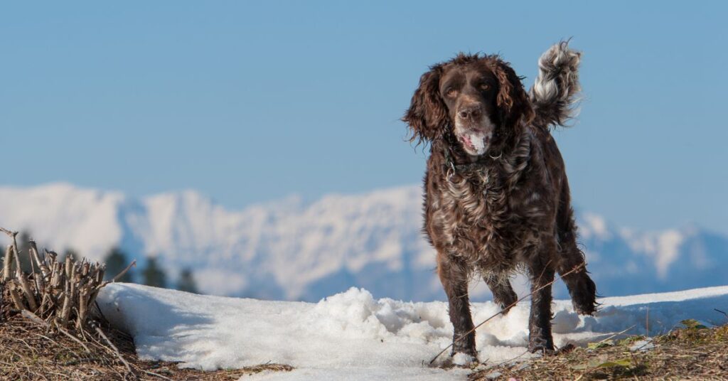 German Spaniel