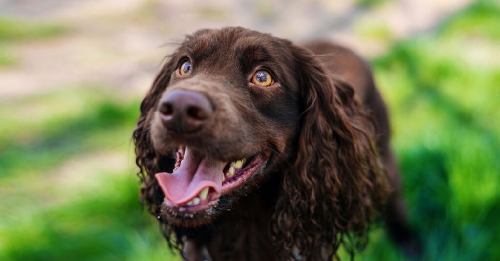 German Spaniel