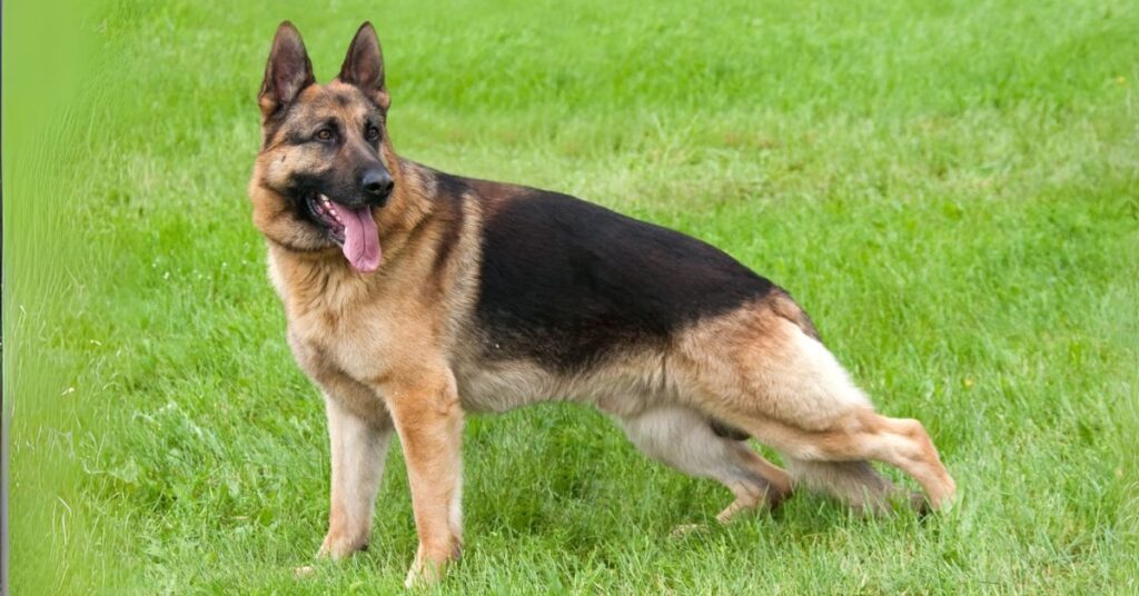 German Shepherd