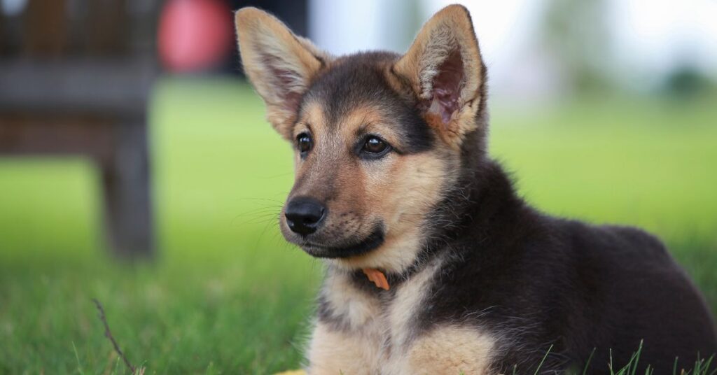 German Shepherd Puppy