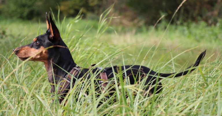 German Pinscher: Energetic, Intelligent, and Alert Companion Dog