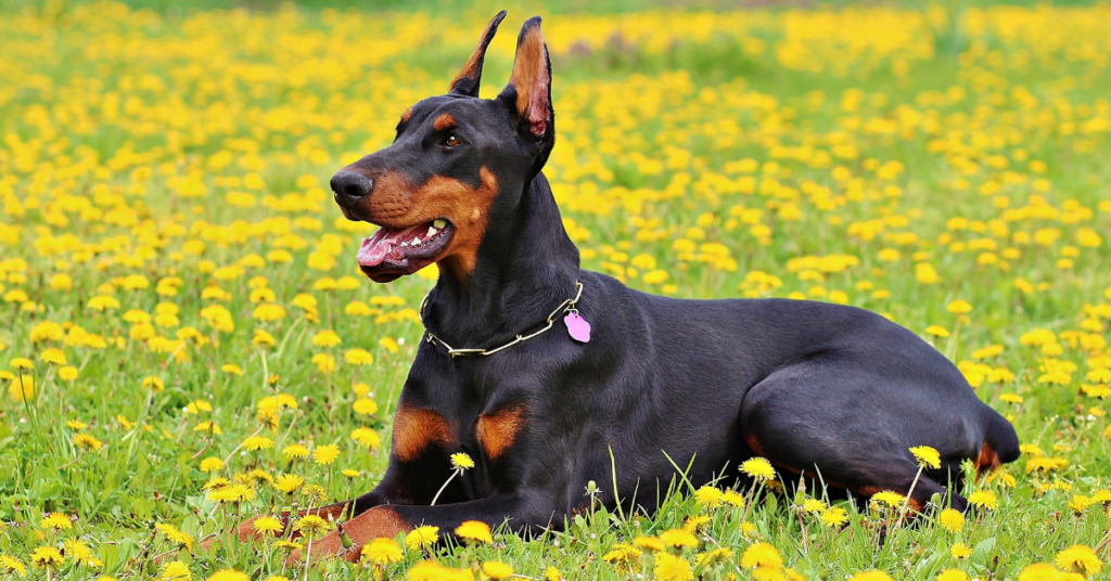 Doberman Pinscher