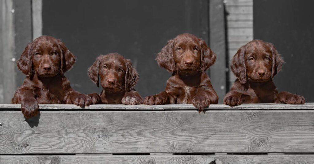 German Longhaired Pointer