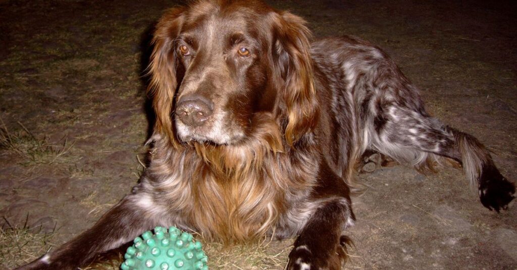 German Longhaired Pointer