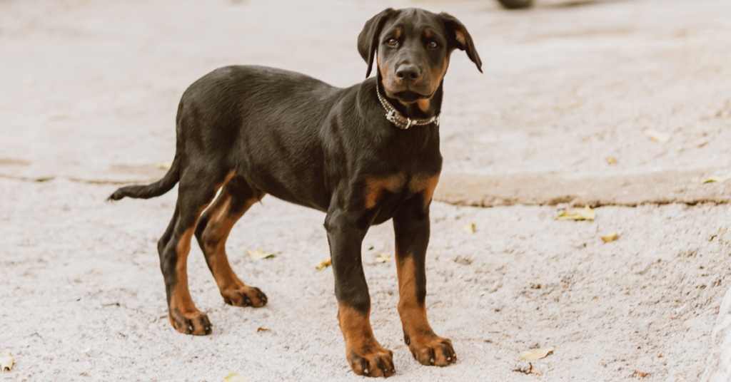 Doberman Pinscher