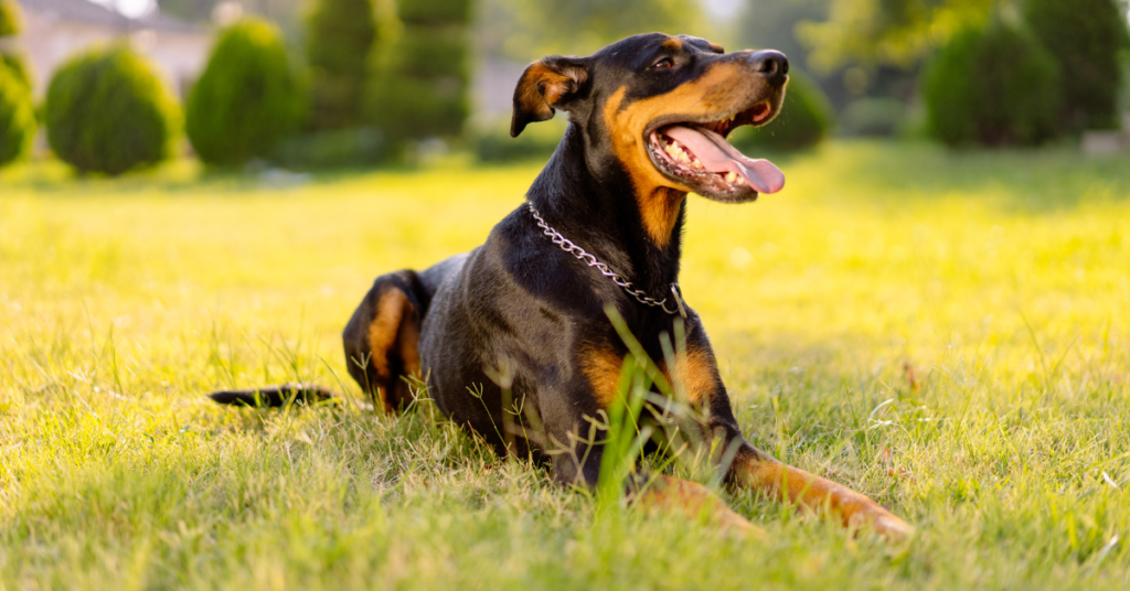 Doberman Pinscher