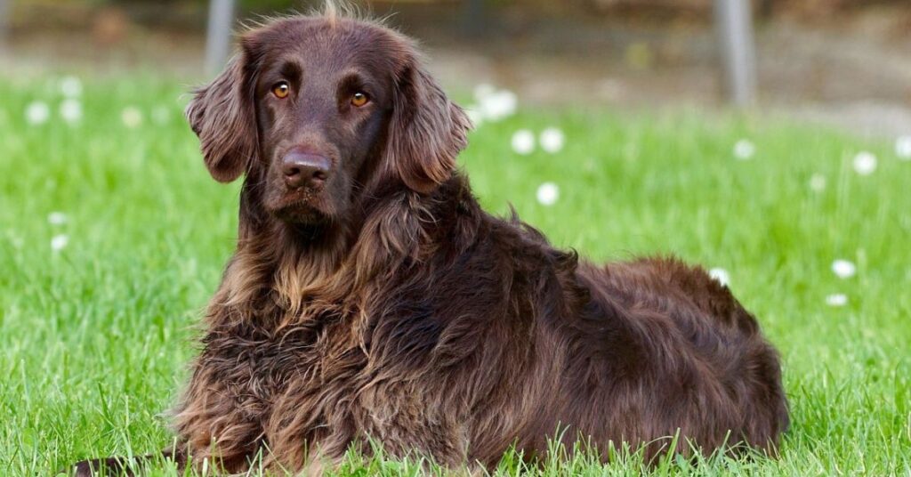 German Longhaired Pointer