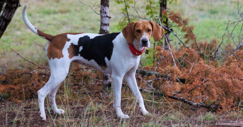 American English Coonhound