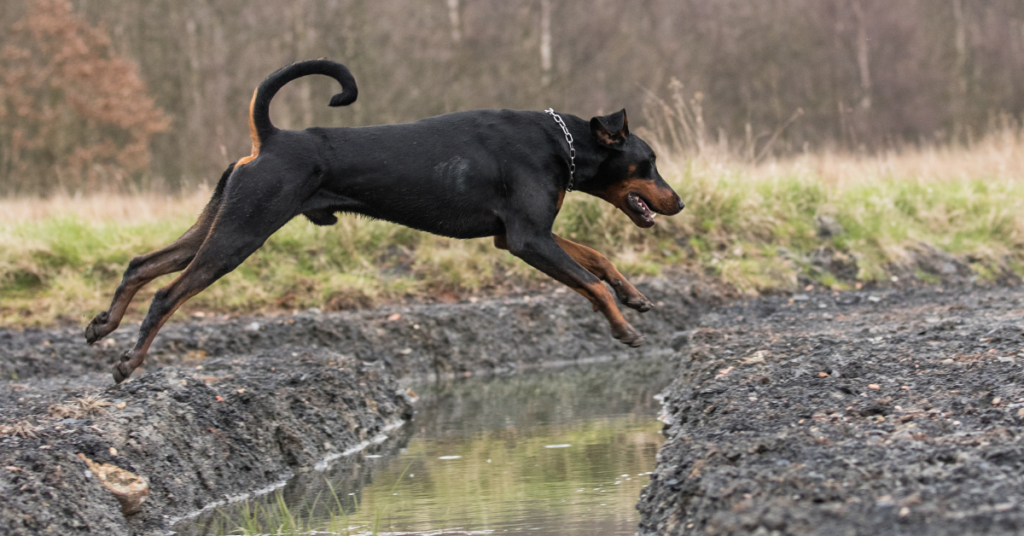 Doberman Pinscher