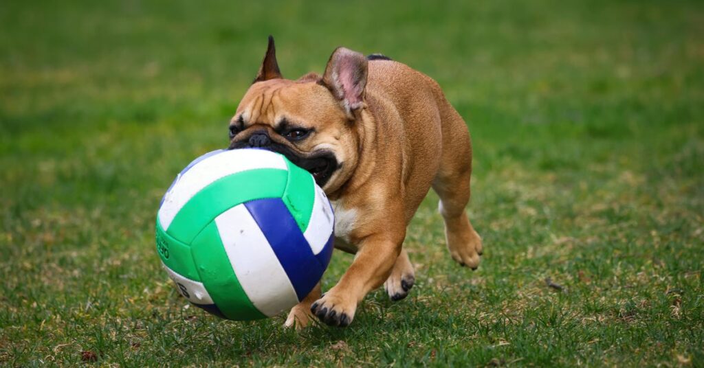 French Bulldog