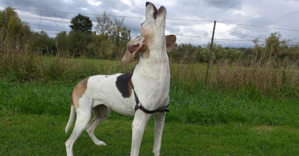 American English Coonhound