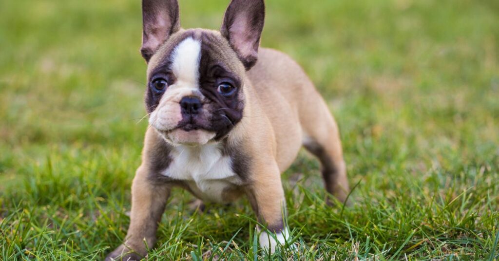 French Bulldog Puppy