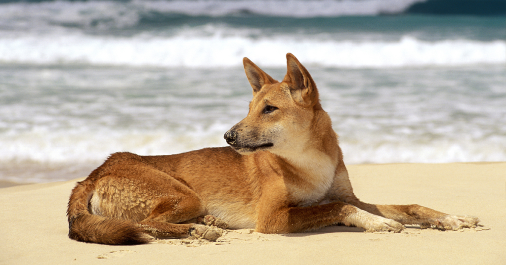 Dingo