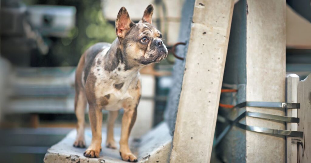 French Bulldog