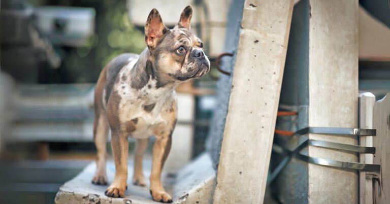 French Bulldog: Charming, Playful, and Loving Companion Dog