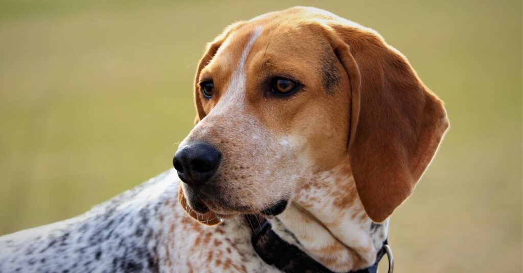 American English Coonhound