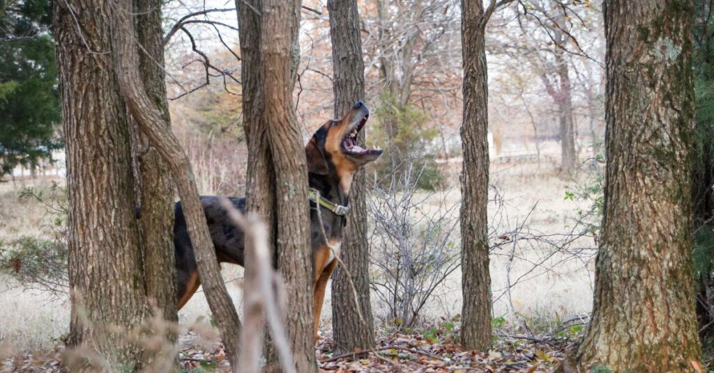 American English Coonhound