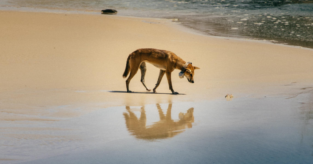 Dingo