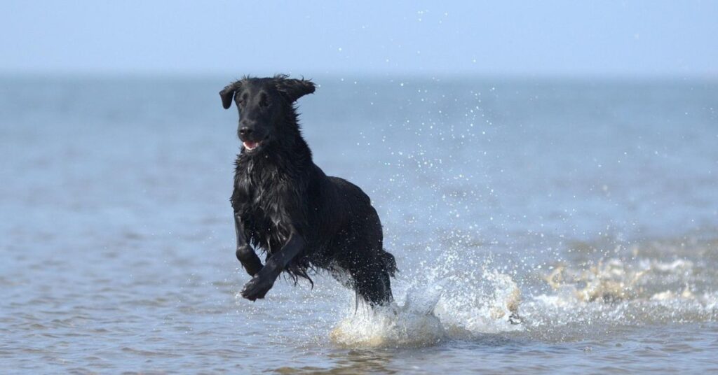 Flat-Coated Retriever