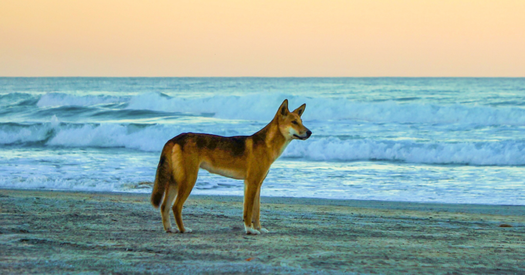 Dingo