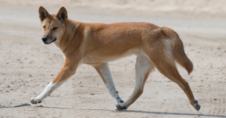Dingo: The Wild Australian Dog You Need to Know About